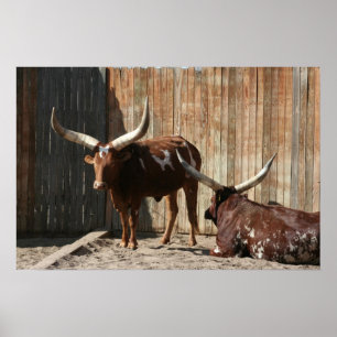 Ankole-Watusi nötkreatur poster