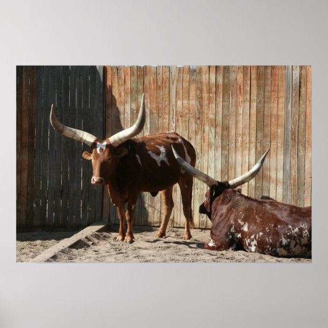 Ankole-Watusi Poster (Framsidan)