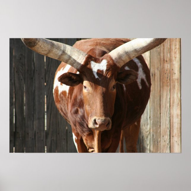 Ankole-Watusi Poster (Framsidan)