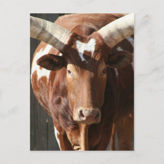 Ankole-Watusi råd med enorma Horns Vykort