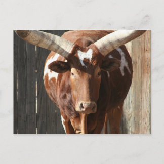 Ankole-Watusi Steer with Huge Horns Vykort