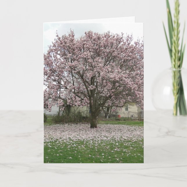 Ankomst till Vår, Magnolia Tulip Träd Kort (Framsida)