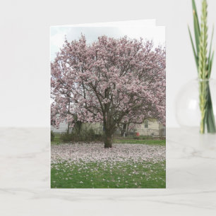 Ankomst till Vår, Magnolia Tulip Träd Kort