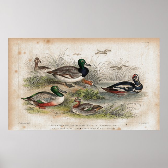 Ankor Antique Lithograph-utskrift Poster (Framsidan)
