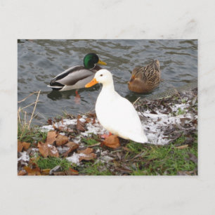 Ankor av Cam Postcard Vykort