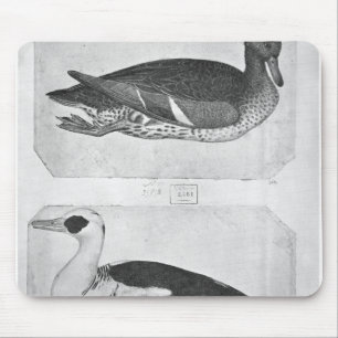 Ankor från det Vallardi album Musmatta