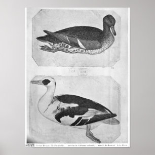 Ankor från det Vallardi album Poster