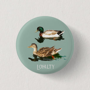 Ankor gräsänder knapp