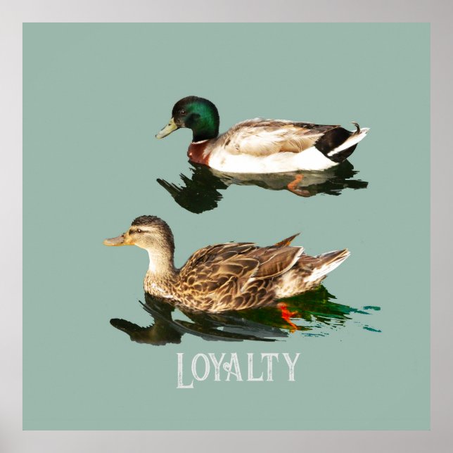 Ankor gräsänder poster (Framsidan)