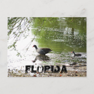Ankor i Florida Vykort
