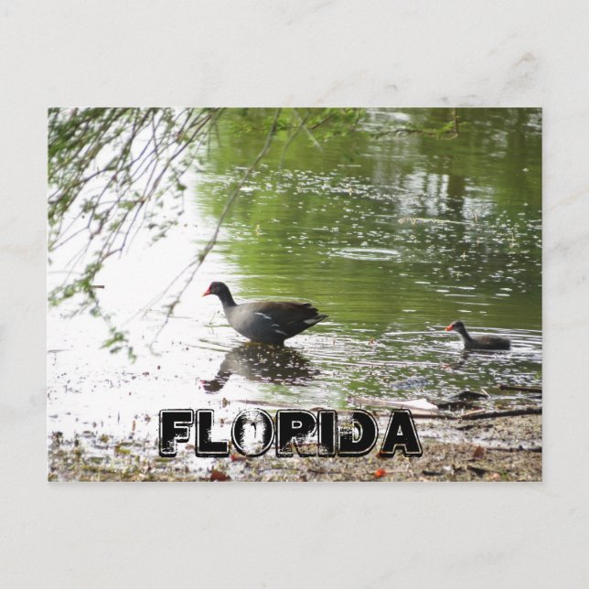 Ankor i Florida Vykort (Framsida)