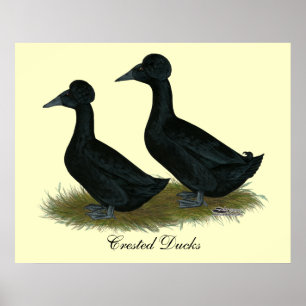 Ankor: Krönad svart Poster
