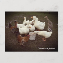 Ankor och Chickens Lustigt vinterkort Helg Vykort