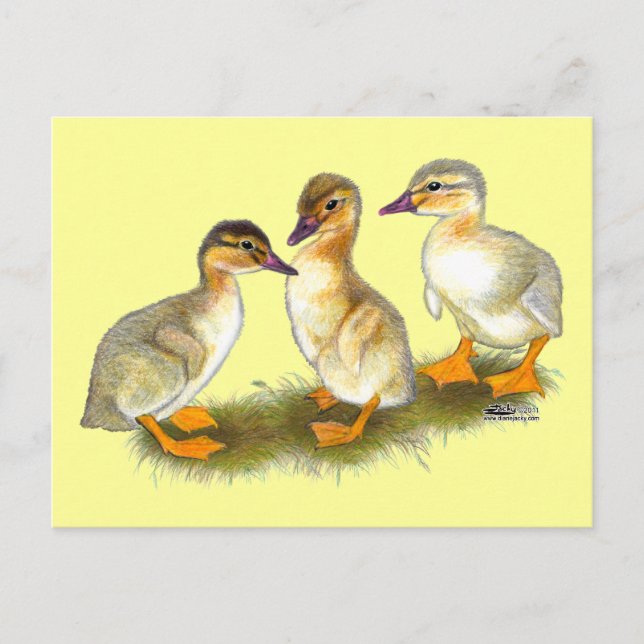 Ankungar: Buff Orpington Vykort (Framsida)