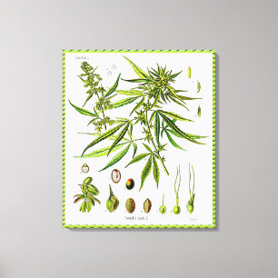 Anläggning Vintage Botany Teckning Wrapped Canvas
