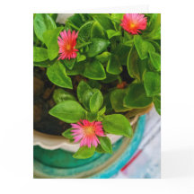 Anläggningen Garden Baby Ro i Sol i Pot Foldad Häl