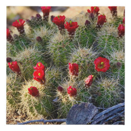 Ann Charles Cactus Blooms AZ