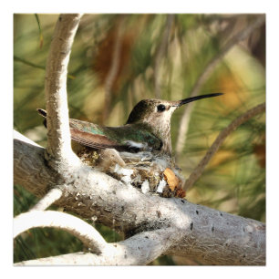 Anna är Hummingbird på Nest Fototryck