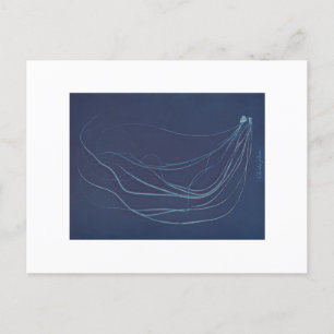 Anna Atkins: Botanisk cyanotypi Vykort