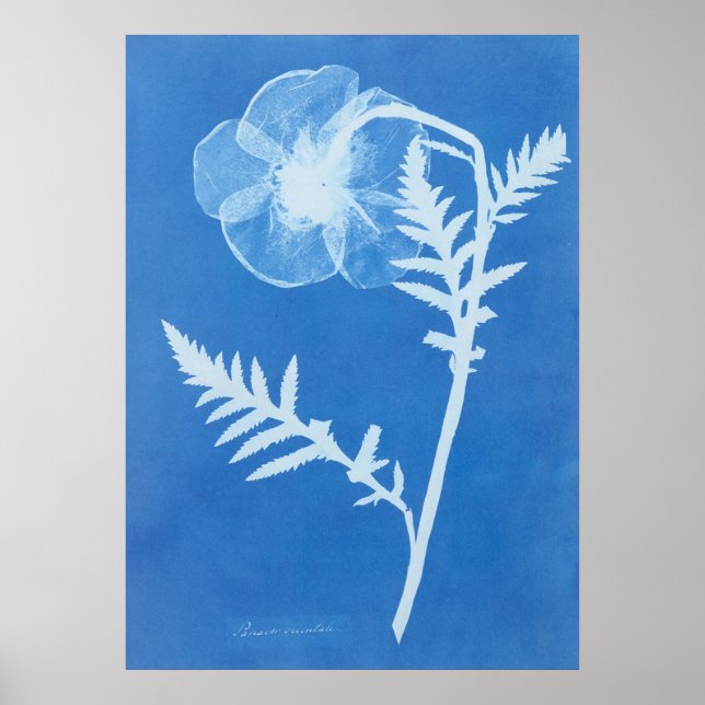 ANNA ATKINS POSTER (Framsidan)