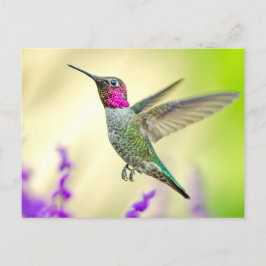 Anna Hummingbird i flygplanet Vykort