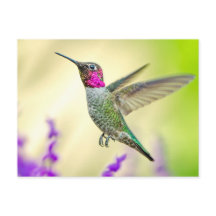 Anna Hummingbird i flygplanet