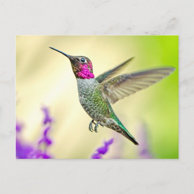 Anna Hummingbird i flygplanet Vykort (Framsida)