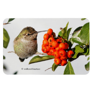 Anna Hummingbird på Berry Bush Magnet