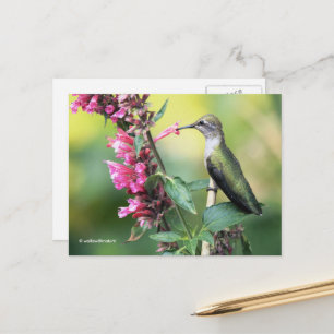 Anna Hummingbird på Fruit Träd Vykort