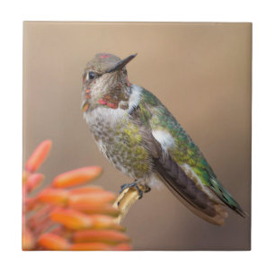 Anna Hummingbird på Orange Aloe Blommar Kakelplatta