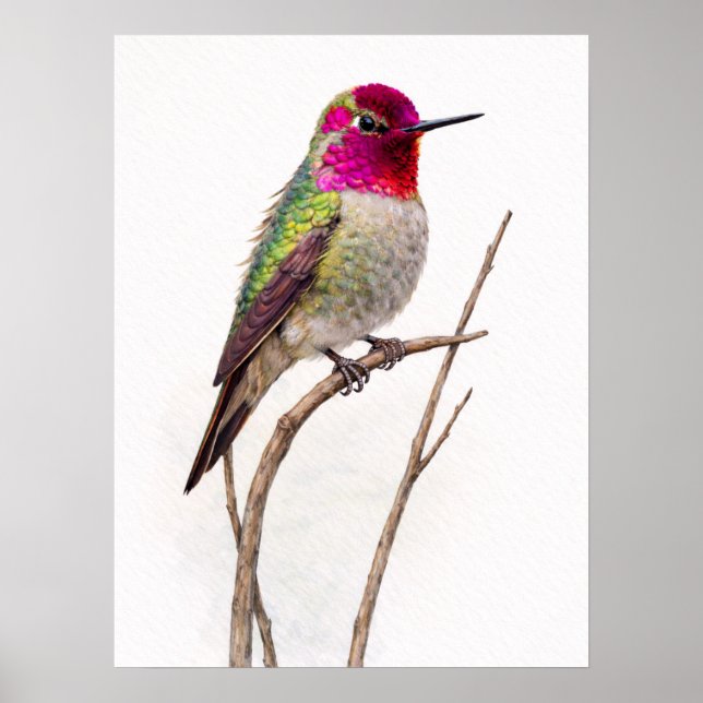 Anna,s Hummingbird Colorful Poster (Framsidan)