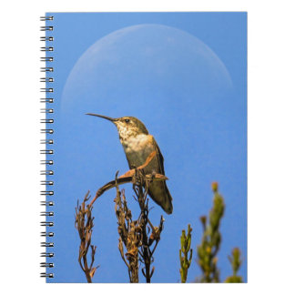 Anna’s Hummingbird Perched Against Full Moon Photo Anteckningsbok