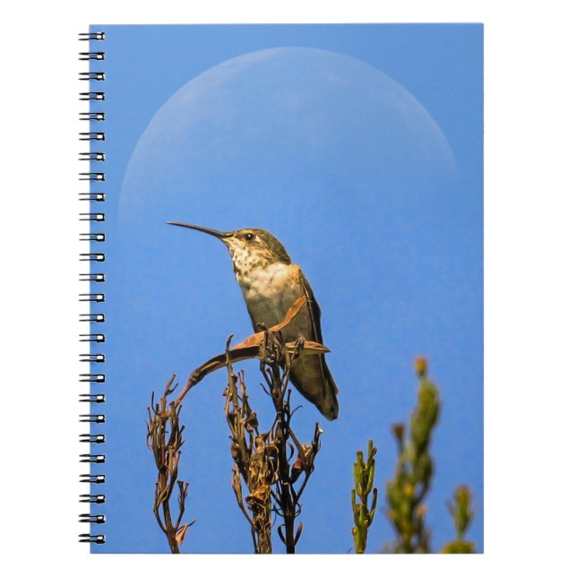 Anna’s Hummingbird Perched Against Full Moon Photo Anteckningsbok (Framsidan)