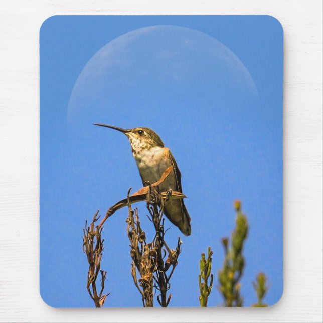 Anna’s Hummingbird Perched Against Full Moon Photo Musmatta (Framsidan)