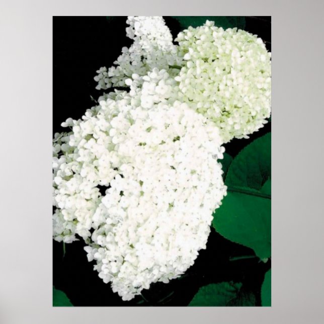               ANNABELLE HYDRANGEA                  POSTER (Framsidan)