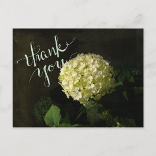 Annabelle Hydrangea Tack Vykort