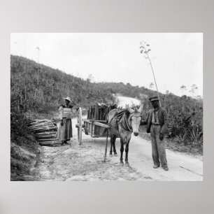 Annalkande sisal, Nassau, Bahama öar, c1900 Poster