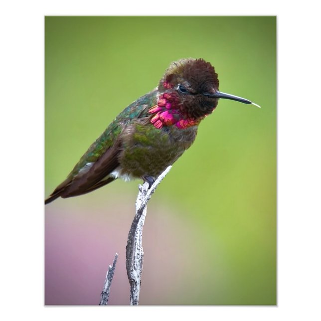 Anna's Hummingbird Acrylic Print Fototryck (Framsidan)