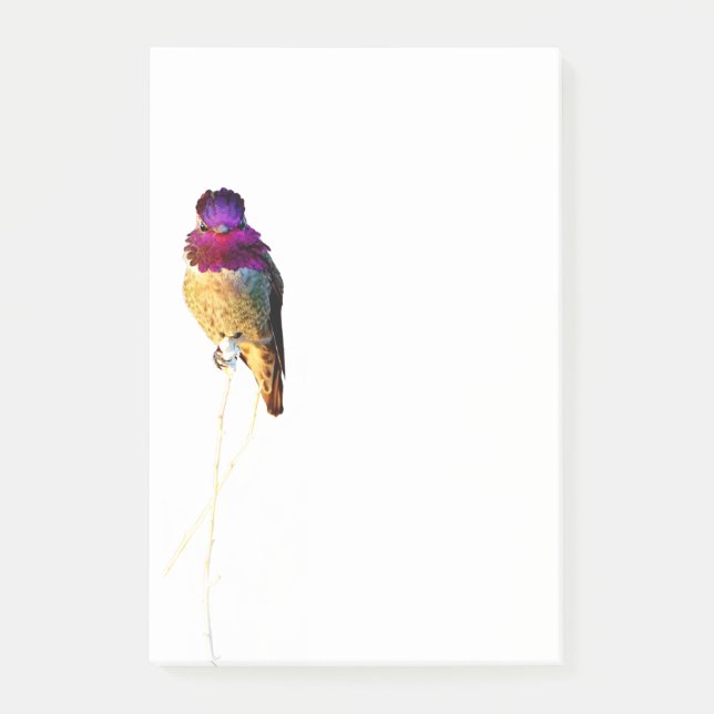Anna's Hummingbird Foto 4x6 Notisblock Post-it Block (Framsida)