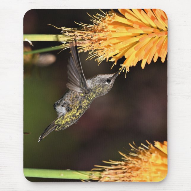 Anna's hummingbird, hummingbird, bird musmatta (Framsidan)