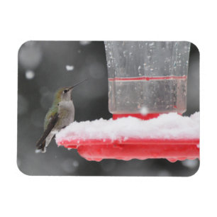 Anna's Hummingbird i Snö Magnet