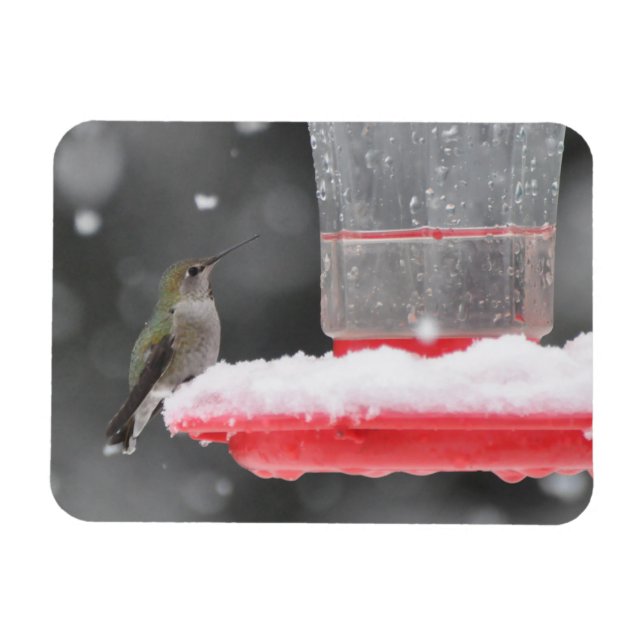 Anna's Hummingbird i Snö Magnet (Horisontell)