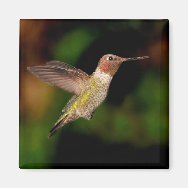 Anna's Hummingbird in Flight Magnet (Framsidan)