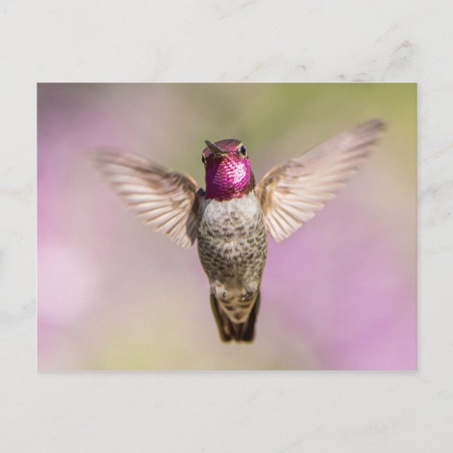 Anna's Hummingbird in Flight Vykort (Framsida)