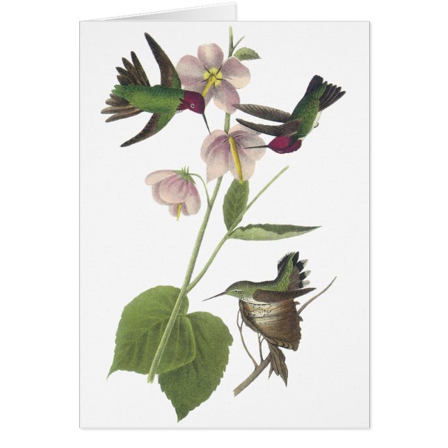 Annas Hummingbird, James Audubon Hälsningskort (Framsidan)
