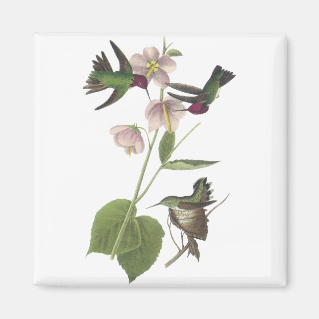 Anna's Hummingbird, James Audubon Magnet (Framsidan)