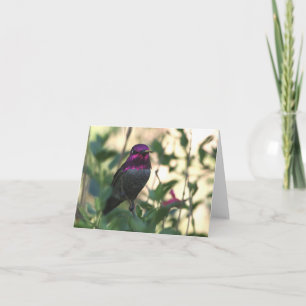 Annas Hummingbird - Joe Sweeney - kort