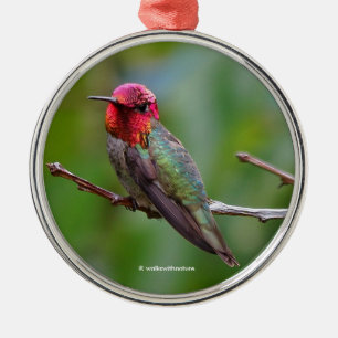 Anna's Hummingbird: Kung bär en Rosa Krona Julgransprydnad Metall