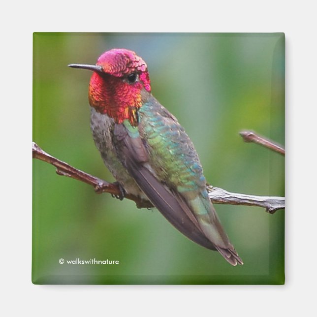 Anna's Hummingbird: Kung bär en Rosa Krona Magnet (Framsidan)