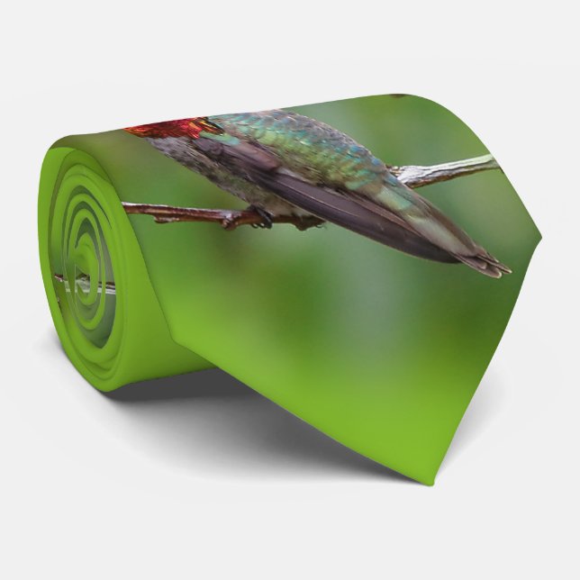 Anna's Hummingbird: Kung bär en Rosa Krona Slips (Rullad)